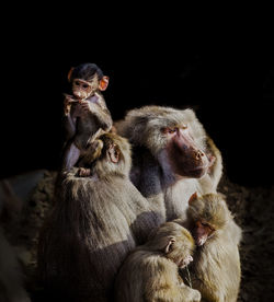 Close-up of  baboon family with a young baboon sitting on the head of another.