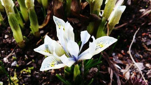 High angle view of white crocus blooming outdoors