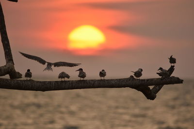 Birds perching on a lake