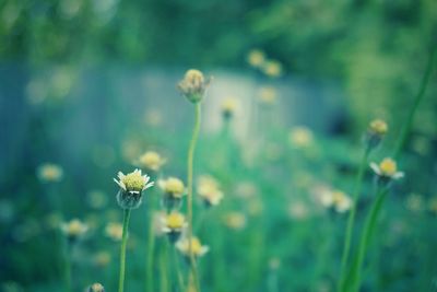 Close-up of flowers blooming in field