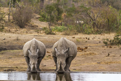 View of elephant drinking water