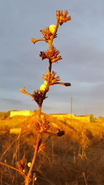 Close-up of yellow flowering plant on field against sky