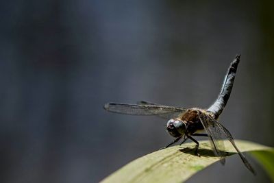 Close-up of dragonfly on grass blade