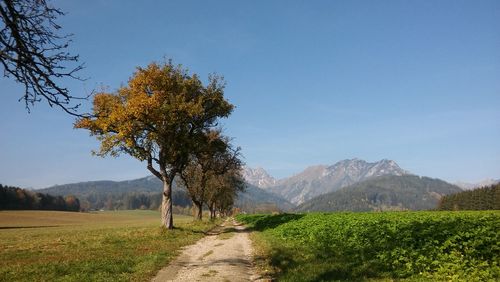 Tree on field by road against sky