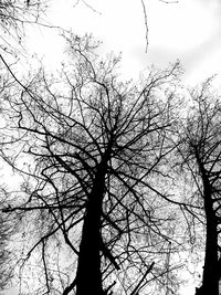 Low angle view of silhouette bare tree against sky