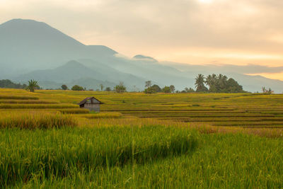 Minimalist photos of rice fields with three different colors and mountains