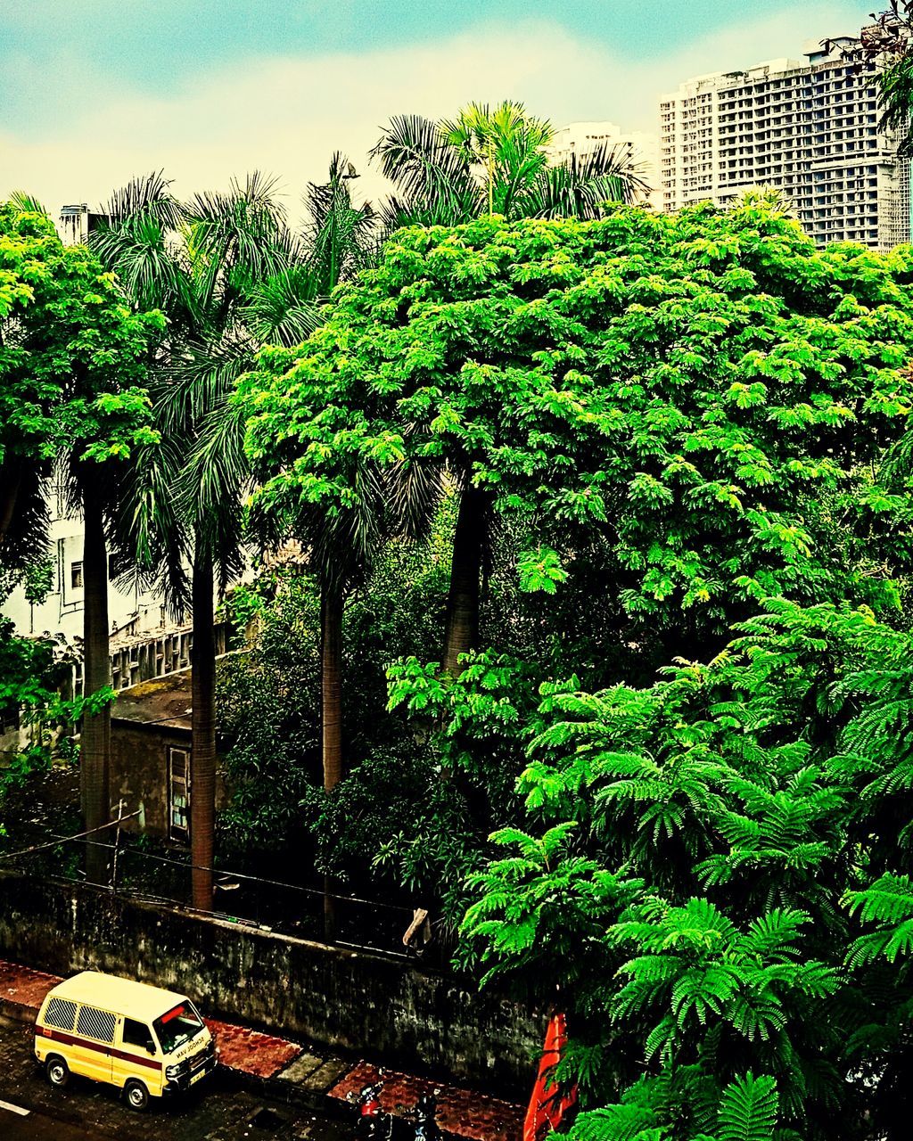 TREES AND PLANTS GROWING IN CITY AGAINST SKY