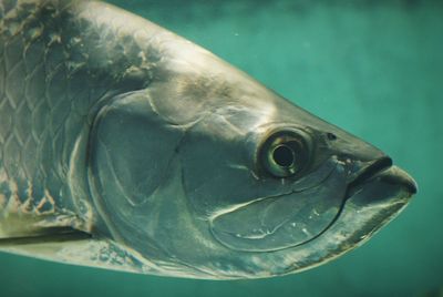 Close-up of fish swimming in water