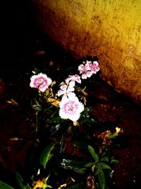 High angle view of purple flowering plants