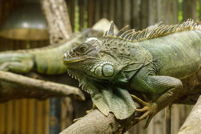 Close-up of a lizard