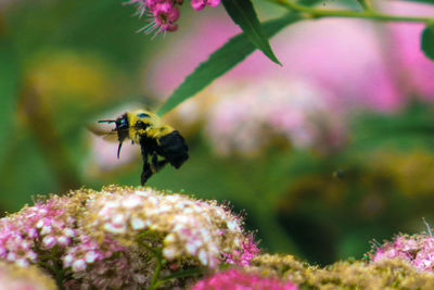 Close-up of bee pollinating on purple flower