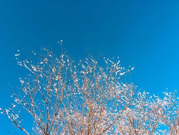 Low angle view of cherry blossom against clear blue sky