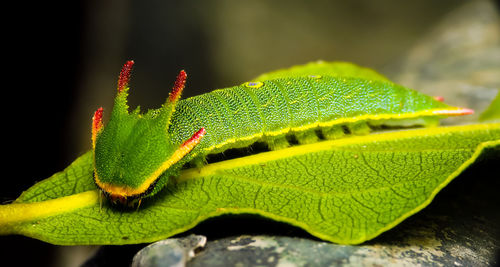 Close-up of green leaves on plant