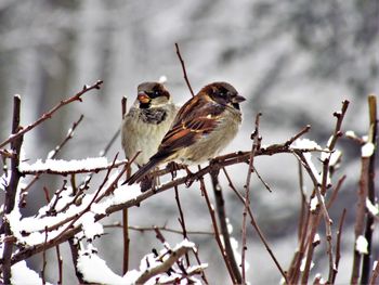 Birds perching on branch