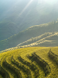 High angle view of agricultural field