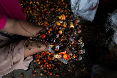 Palm oil fruits