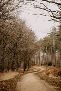 Road amidst bare trees