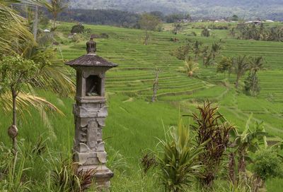Scenic view of agricultural field