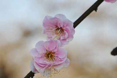 Close-up of pink cherry blossom