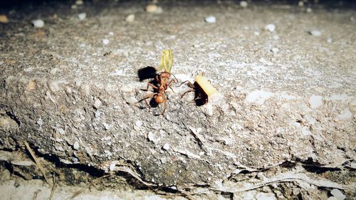 Close-up of insect on wall