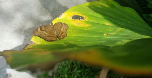 Close-up of butterfly on yellow leaf