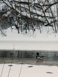 Man on snow covered land against sky