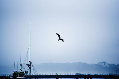 View of seagull flying in the sky