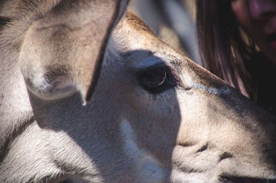 Close-up of a deer