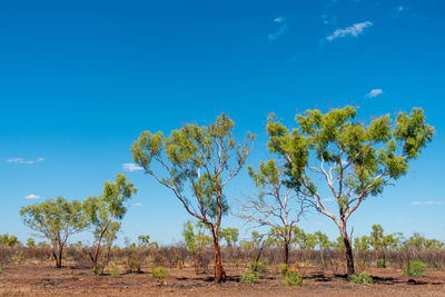 Trees on landscape against blue sky