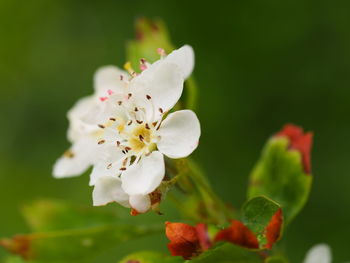 Close-up of white flowers