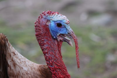 Male turkey 