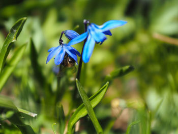 Close-up of insect on purple flowering plant
