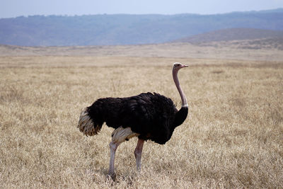 Side view of walking ostrich bird on a field