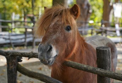 Close-up of a horse in ranch