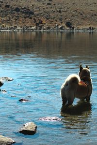 Swans swimming in lake