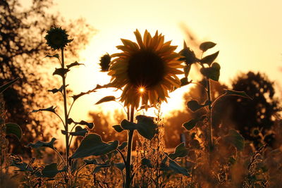 Close-up of yellow flowering plants on field during sunset