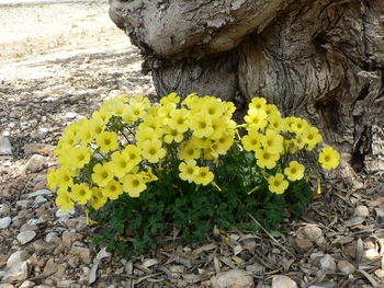 Close-up of yellow flowers