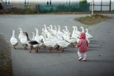 Full length of boy feeding birds