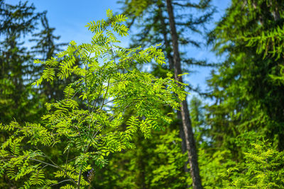 plant