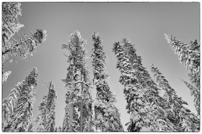 Low angle view of trees against clear sky