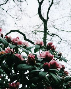 Low angle view of pink flowers on tree