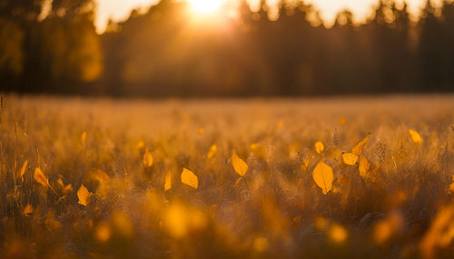 sunlight