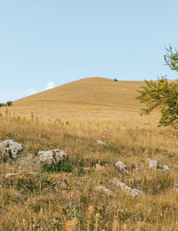 Scenic view of field against clear sky