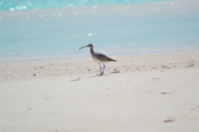 Bird on beach against sea