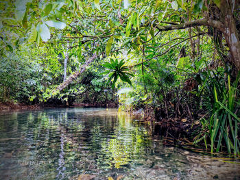 Scenic view of lake in forest