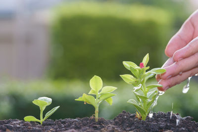 Close-up of hand holding plant