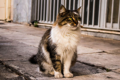 Cat looking away while sitting on footpath