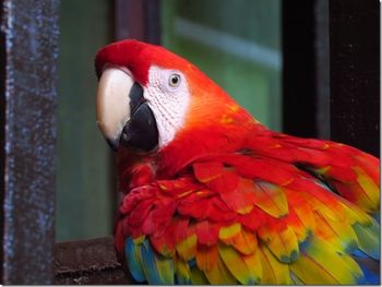 Close-up of parrot