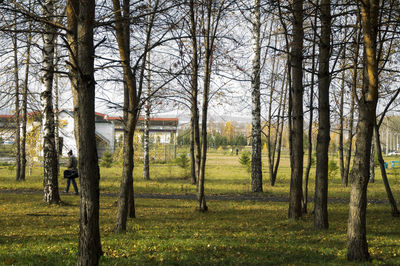 Trees in forest