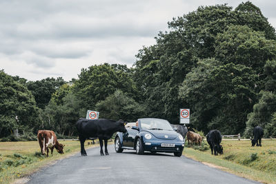 View of cows on road against sky